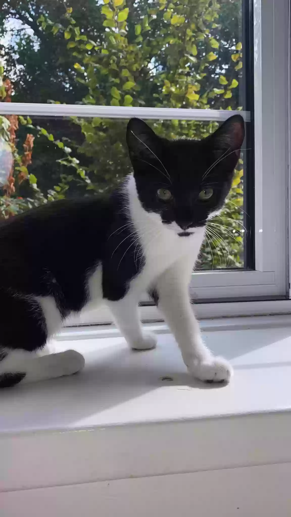 adoptable Cat in London,England named Bella
